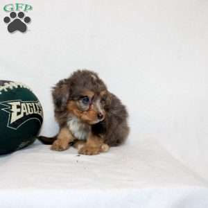 Lavina, Mini Bernedoodle Puppy